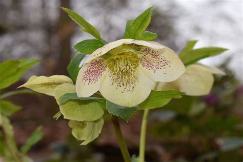 Die Schönsten Winterblumen, Frostsicher